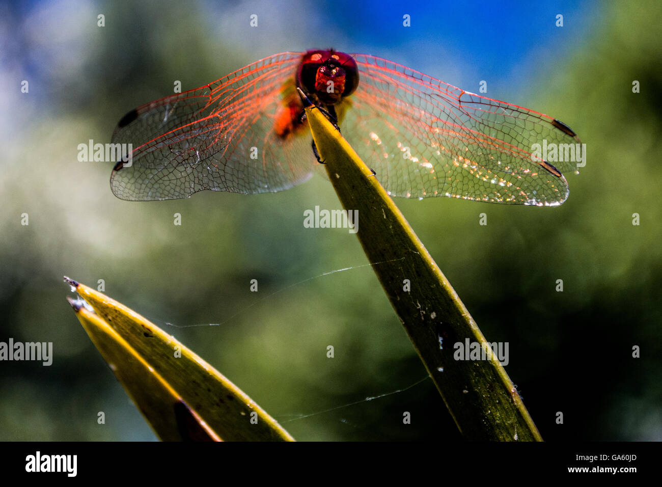 Red dragonfly on a blade of grass. Wings spread Stock Photo - Alamy