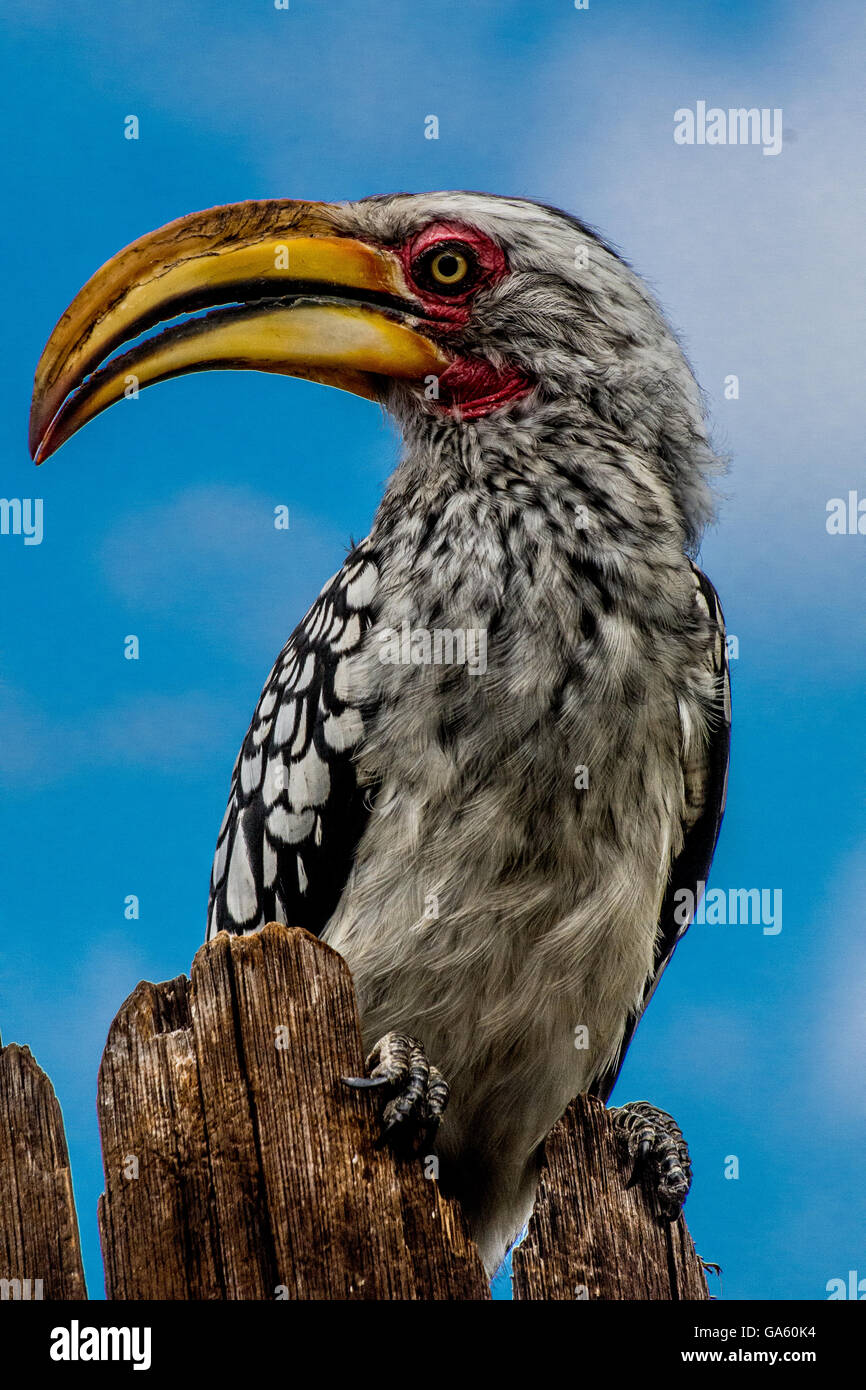 Southern Yellow-billed Hornbill close up, sitting on wood Stock Photo