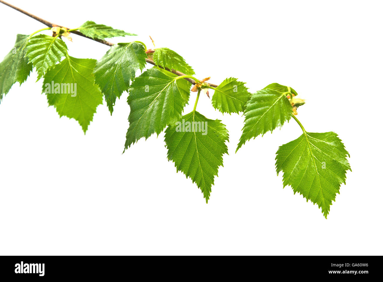 Birch branch with leafs on white background Stock Photo