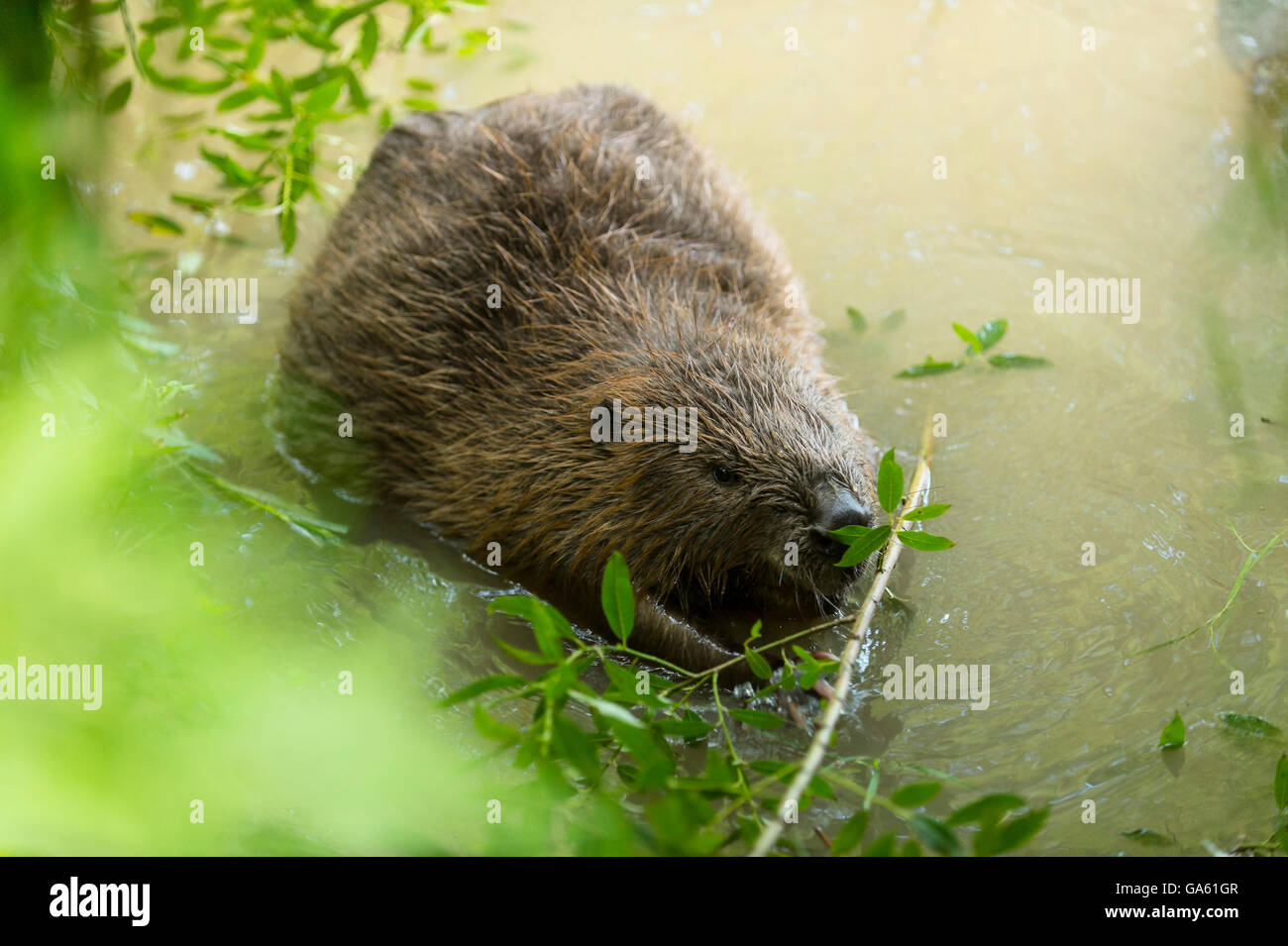 European Beaver, Rosenheim, Bavaria, Germany, Europe / (Castor fiber) Stock Photo
