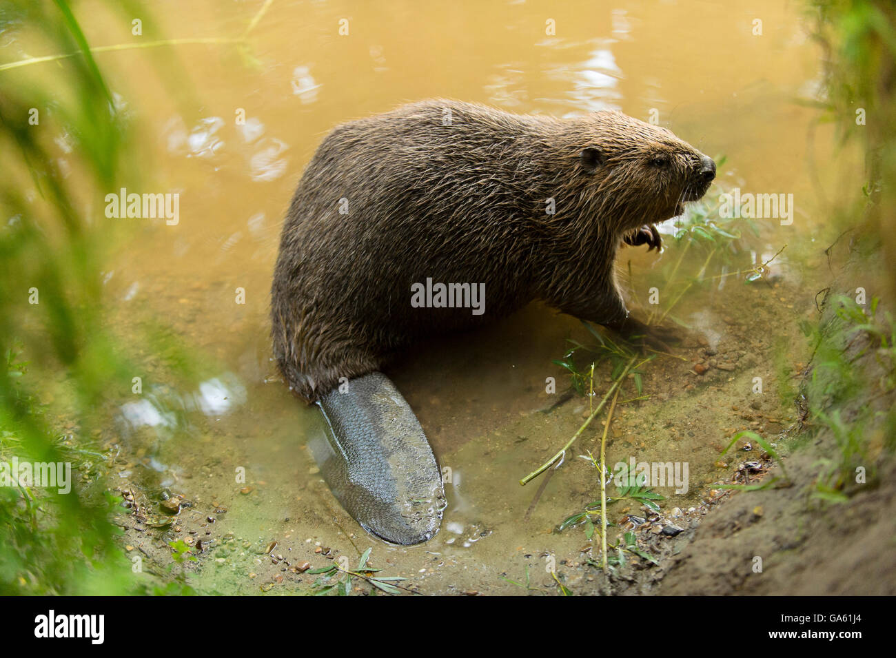 European Beaver, Rosenheim, Bavaria, Germany, Europe / (Castor fiber) Stock Photo