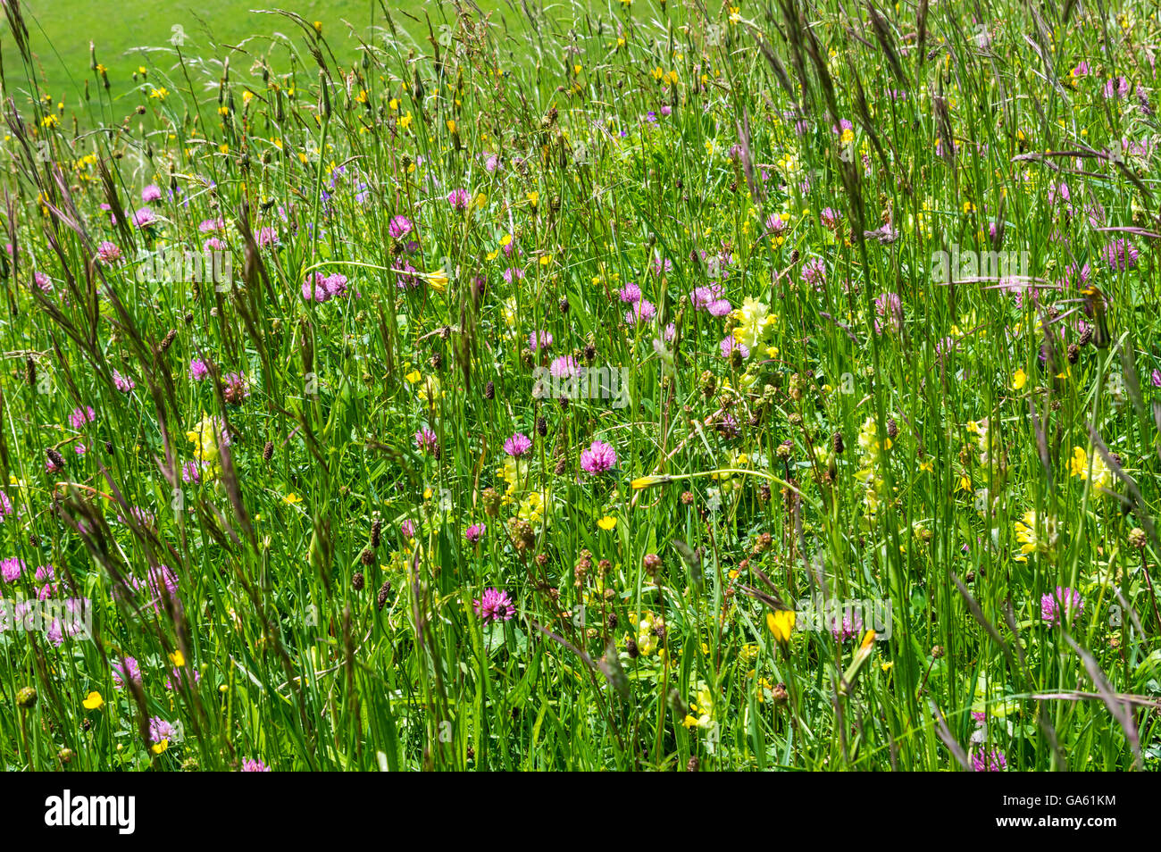 Calcareous or alkaline meadow with different types of grasses and flowers, including red clovers. Berner Oberland, Switzerland. Stock Photo