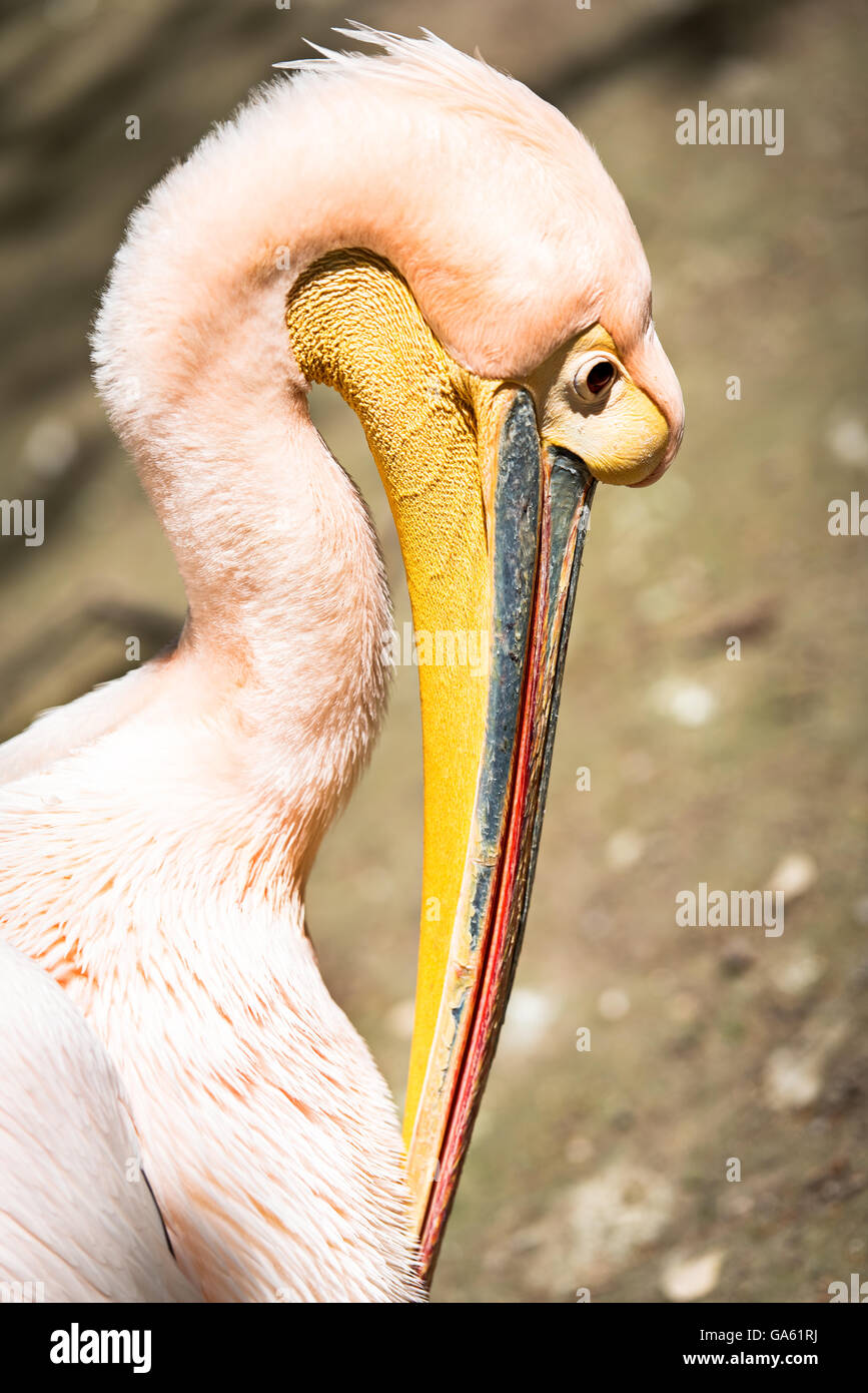 White Pelican (Pelecanus onocrotalus) also known as the Eastern White Pelican, Rosy Pelican or White Pelican is a bird in the pe Stock Photo