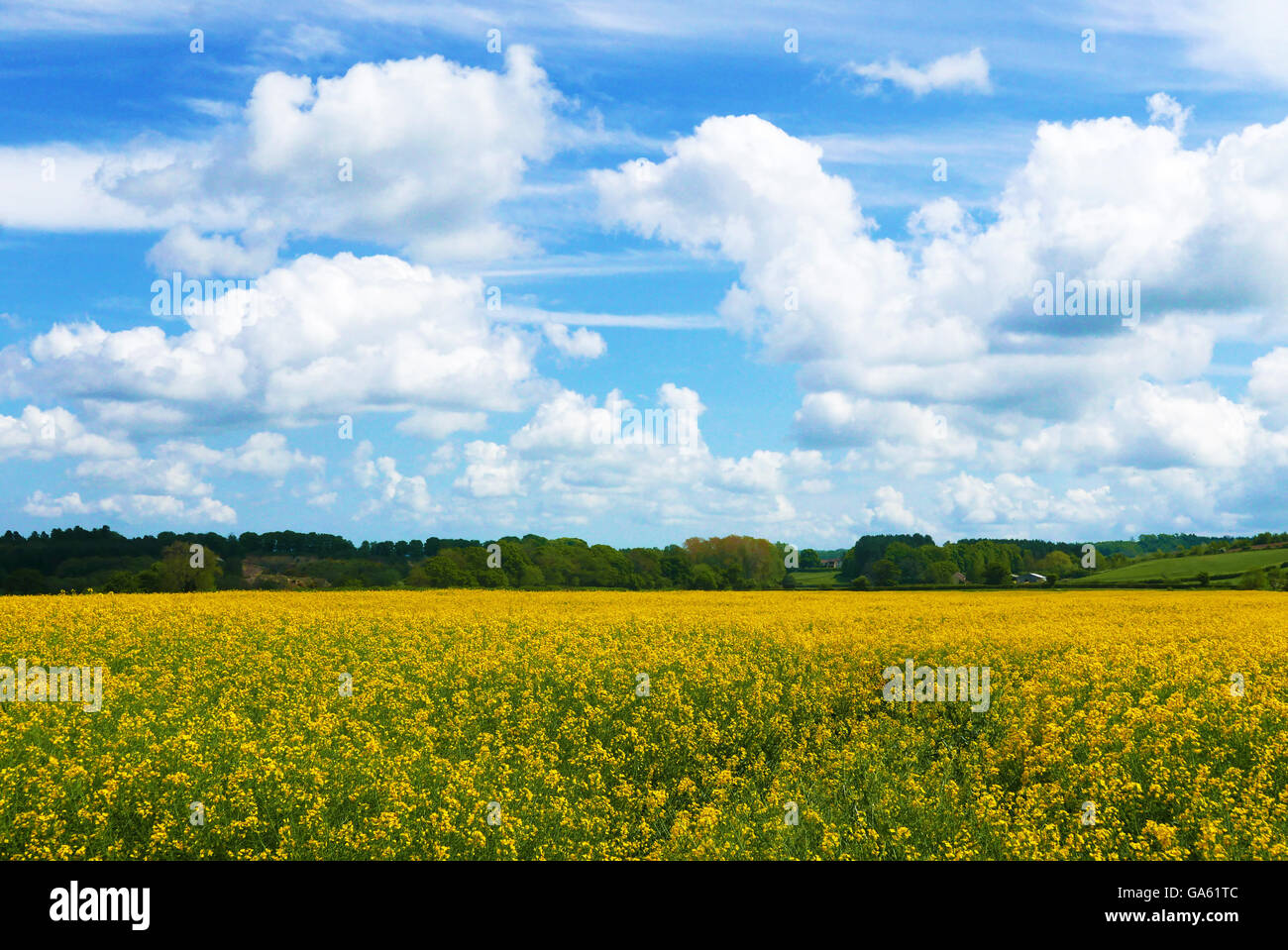 Rape crop in farmer's field with summer blue sky Stock Photo - Alamy
