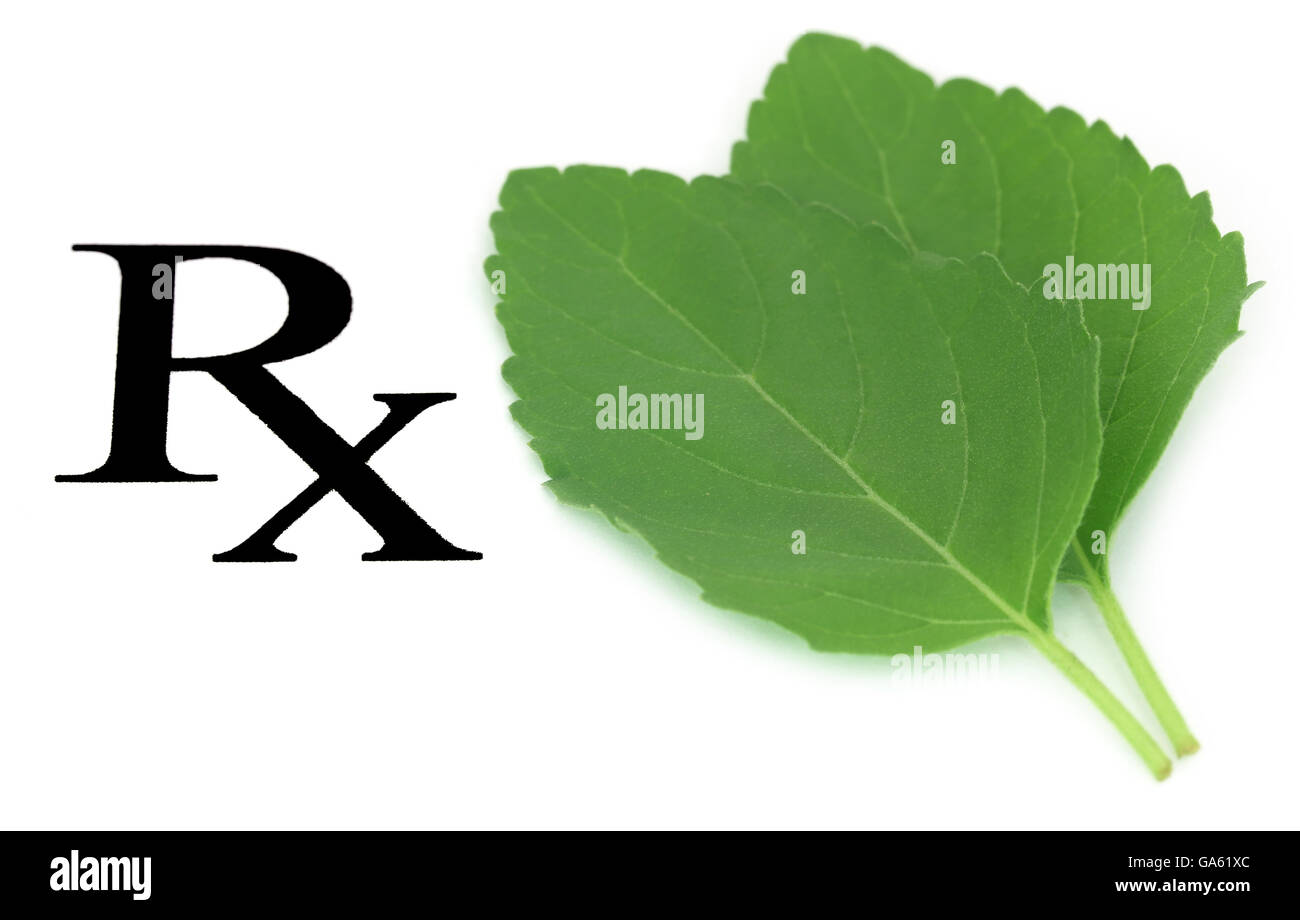 Prescribed tulsi leaf as herbal medicine over white background Stock Photo
