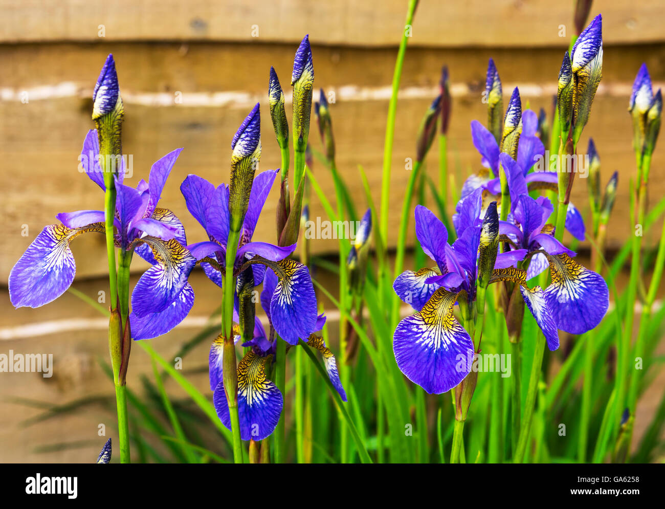 Blue Iris Sibirica in a garden. Stock Photo