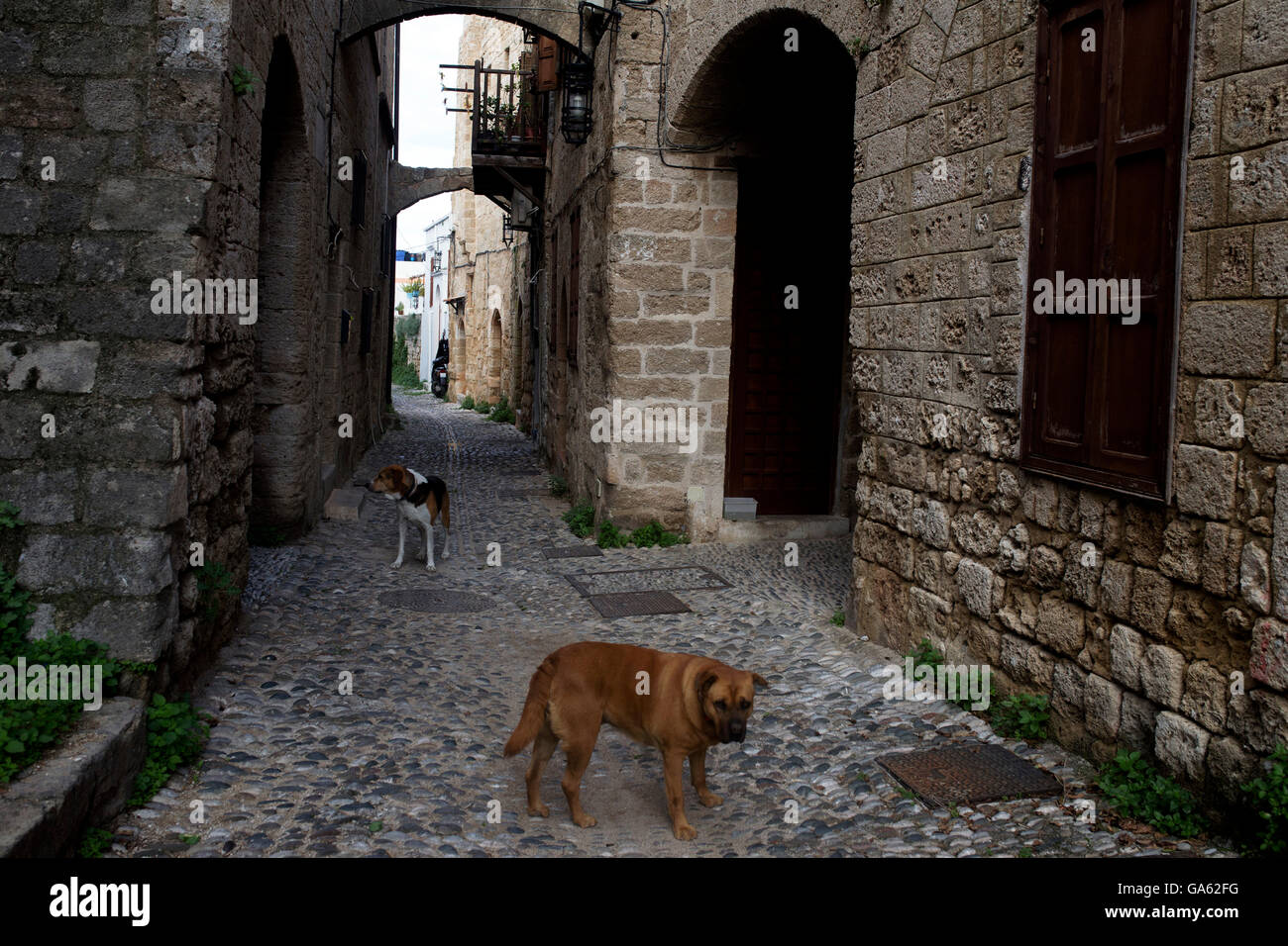 Stray dogs on the Rhodes streets, Greece Stock Photo
