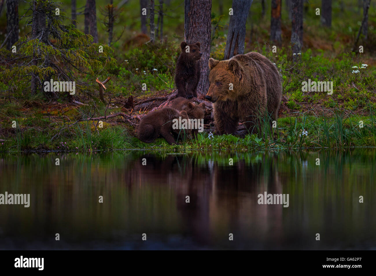 A brown bear mother with three cubs, Finland Stock Photo - Alamy