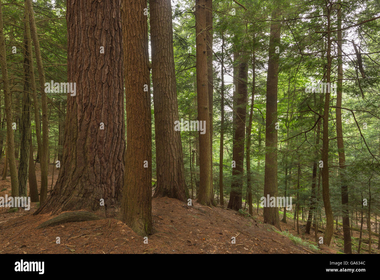 Old growth eastern white pine hi-res stock photography and images - Alamy