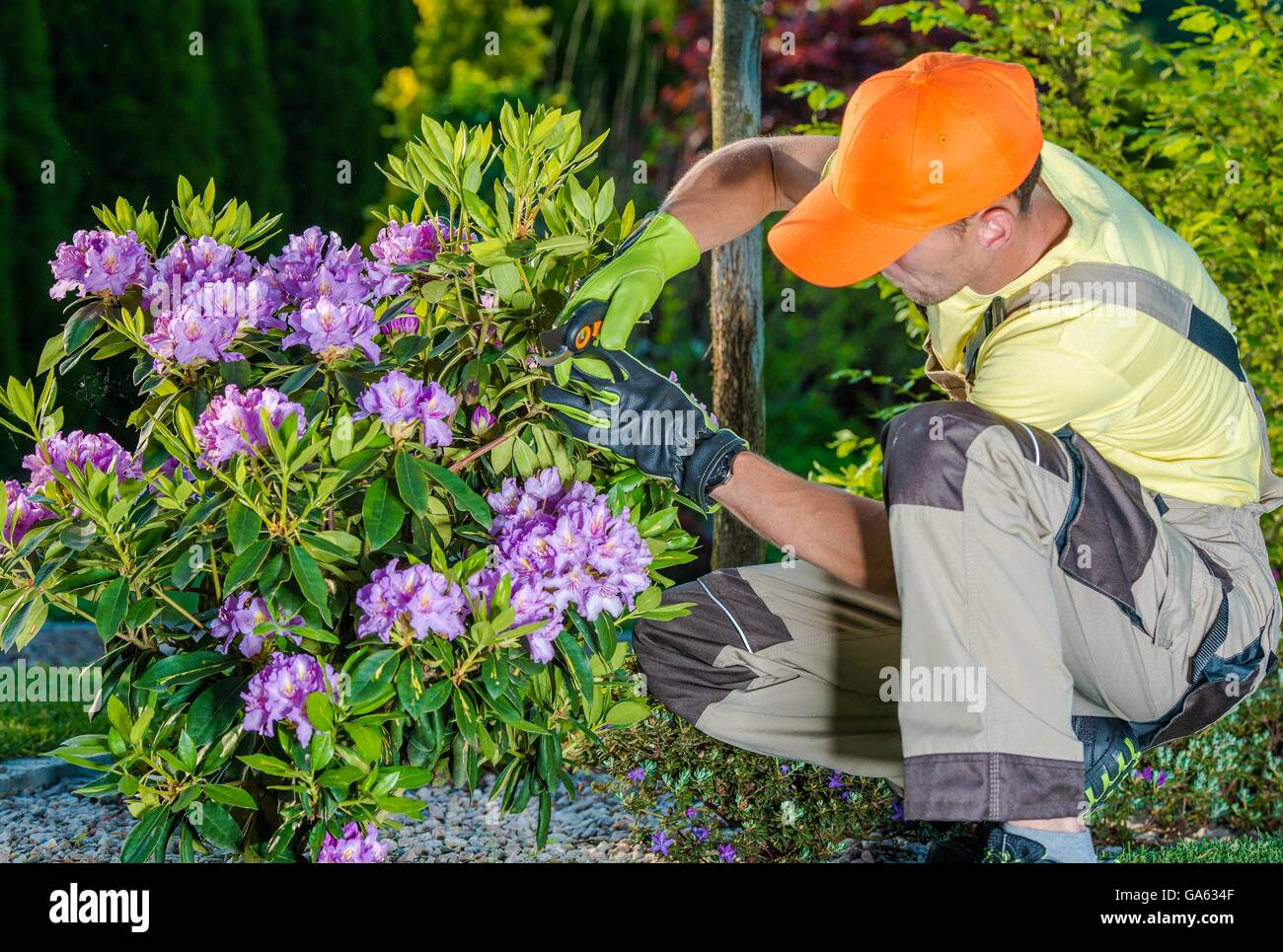 Professional Caucasian Gardener Taking Care of Flowers in the Garden. Professional Landscaping Garden Works. Stock Photo