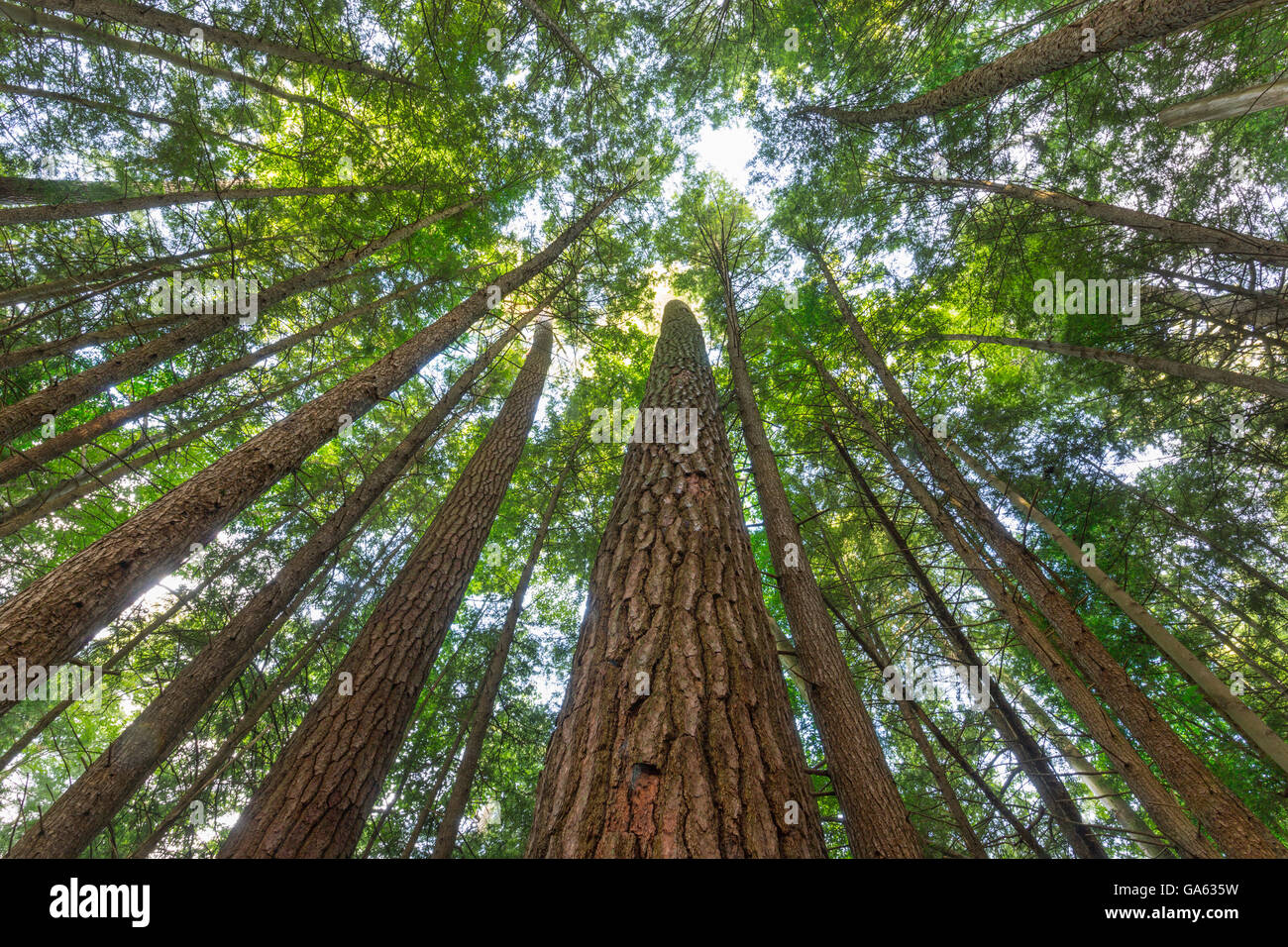 OLD GROWTH WHITE PINE AND HEMLOCK TREES ANCIENT FOREST TRAIL FOREST CATHEDRAL NATIONAL NATURAL LANDMARK COOK FOREST PENNSYLVANIA Stock Photo