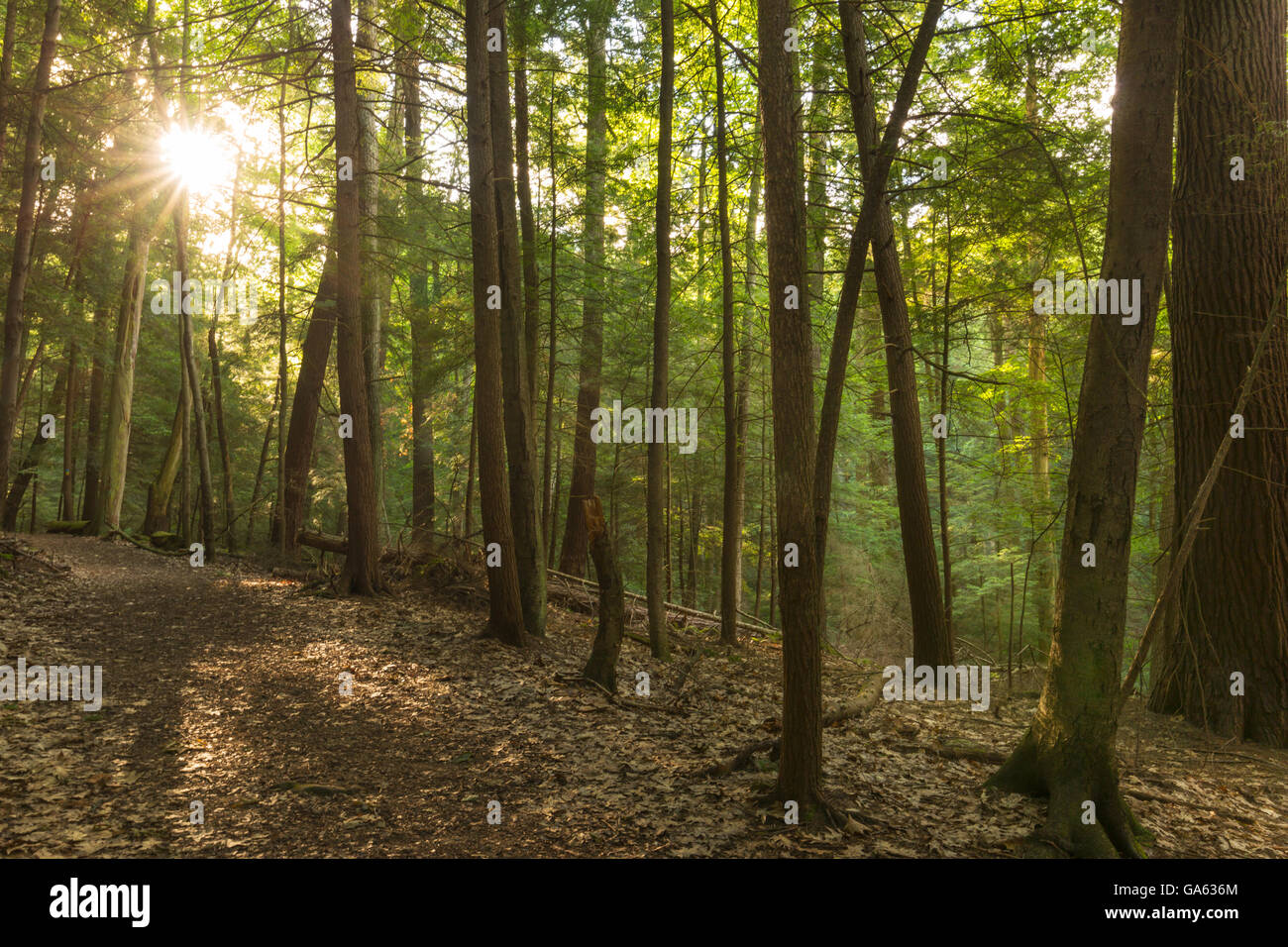 OLD GROWTH WHITE PINE AND HEMLOCK TREES ANCIENT FOREST TRAIL FOREST CATHEDRAL NATIONAL NATURAL LANDMARK COOK FOREST PENNSYLVANIA Stock Photo