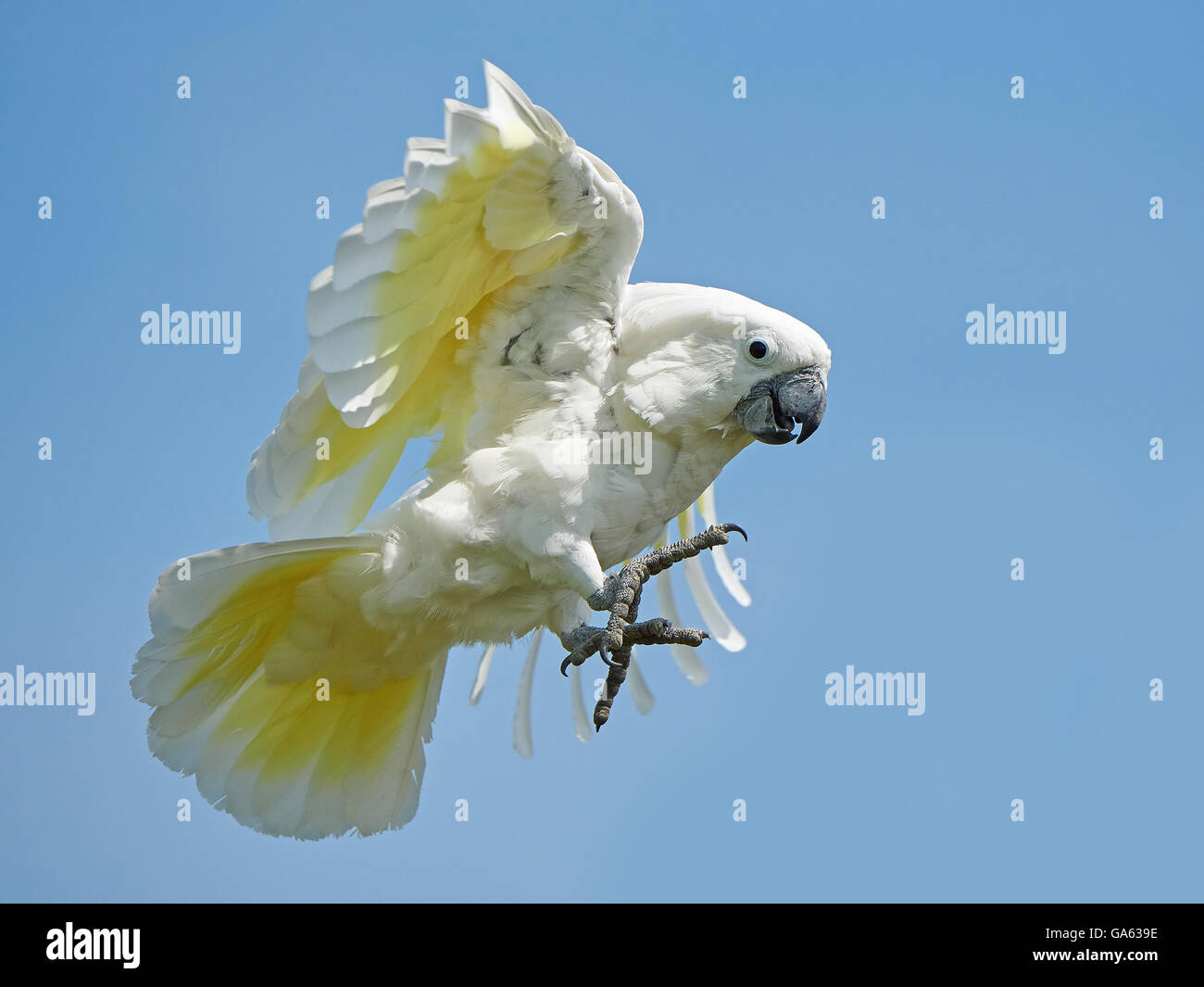 White Cockatoo in flight with blue skies in the background Stock Photo