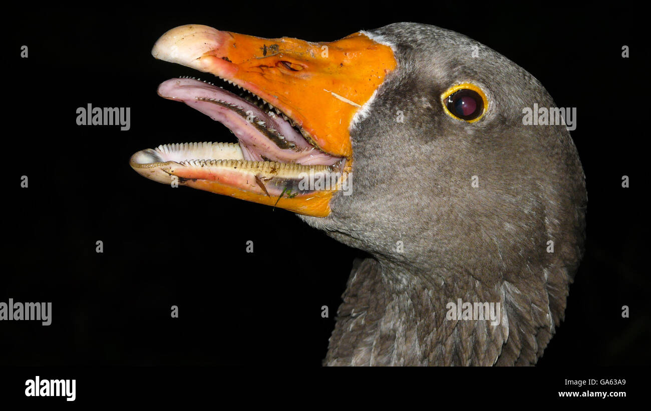Fierce-looking greylag goose displaying several rows of sharp teeth Stock Photo