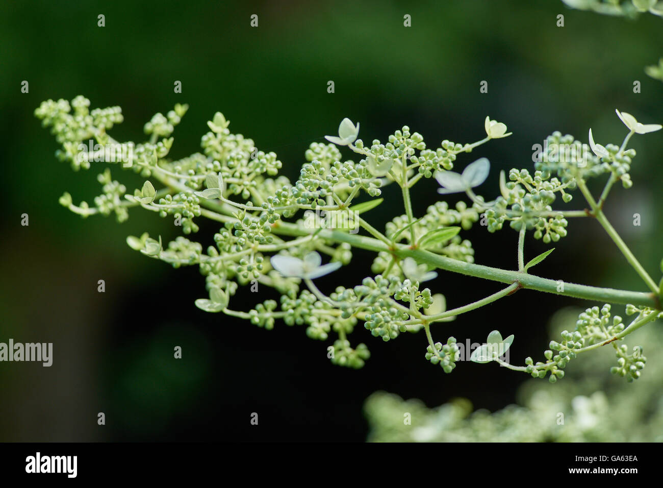 White hydrangea flowers blossom close up Stock Photo - Alamy