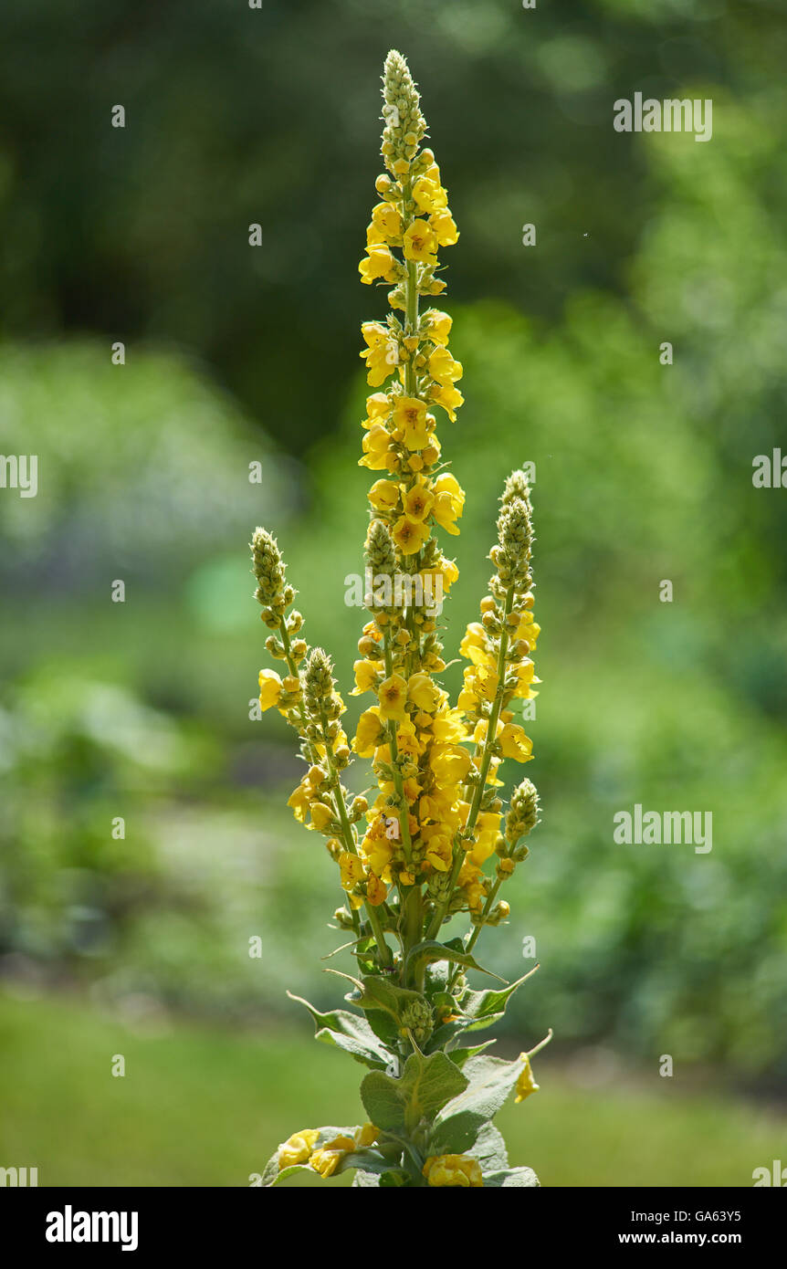 Verbascum nigrum black dark mullein inflorescence Stock Photo