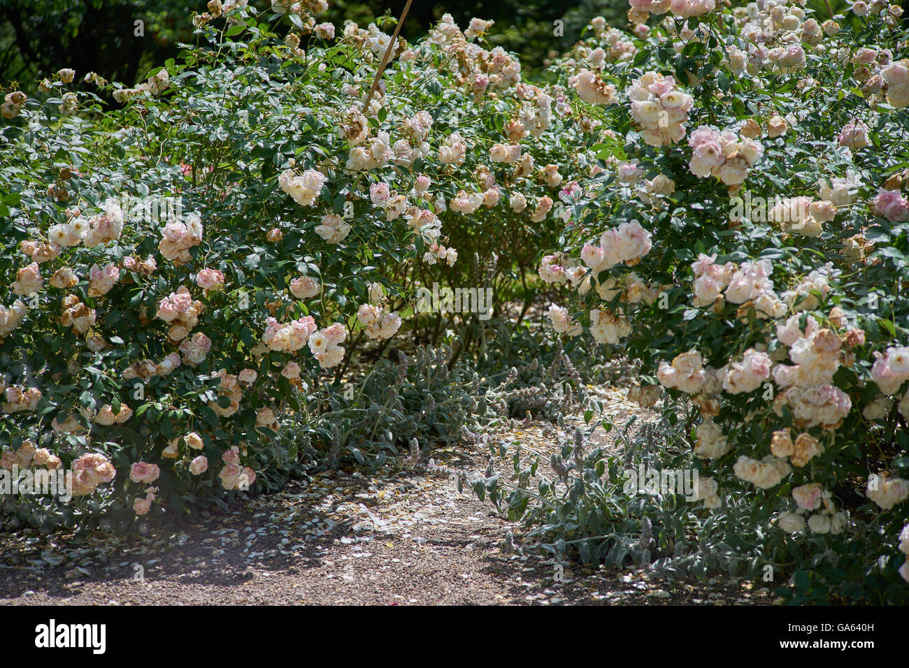 White rose bloom hires stock photography and images Alamy