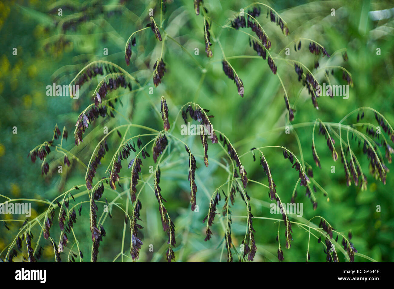 Isatis tinctoria dyer's woad glastum seedheads Stock Photo