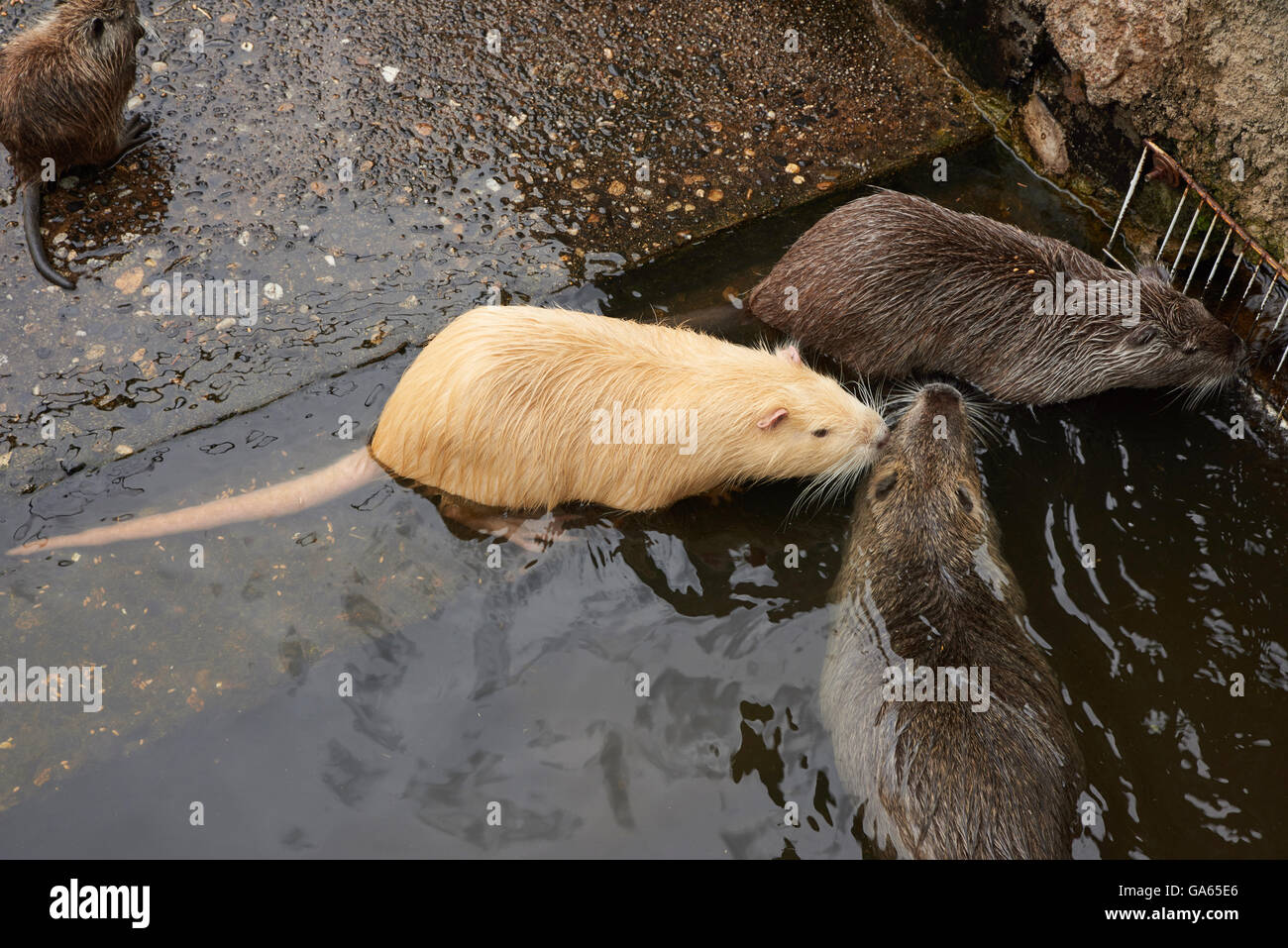 River rat in the water Stock Photo Alamy