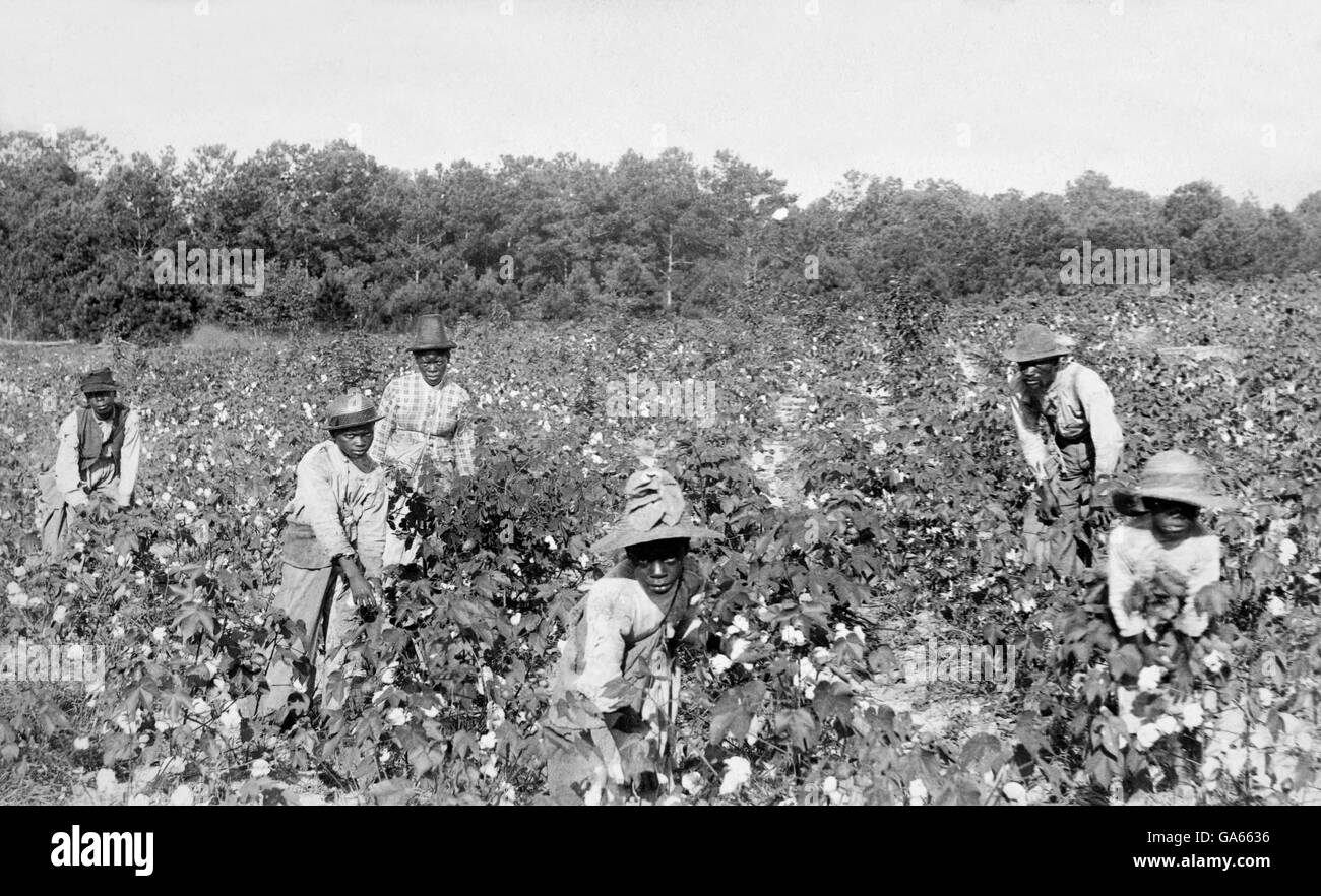A group of African Americans picking cotton near Savannah, Georgia shortly after emancipation. Photo by Launey & Goebel, c.1867-1890 Stock Photo