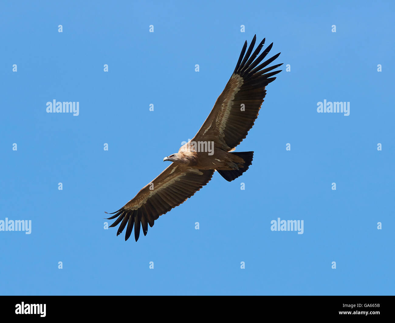 Griffon vulture in flight with blue skies in the background Stock Photo