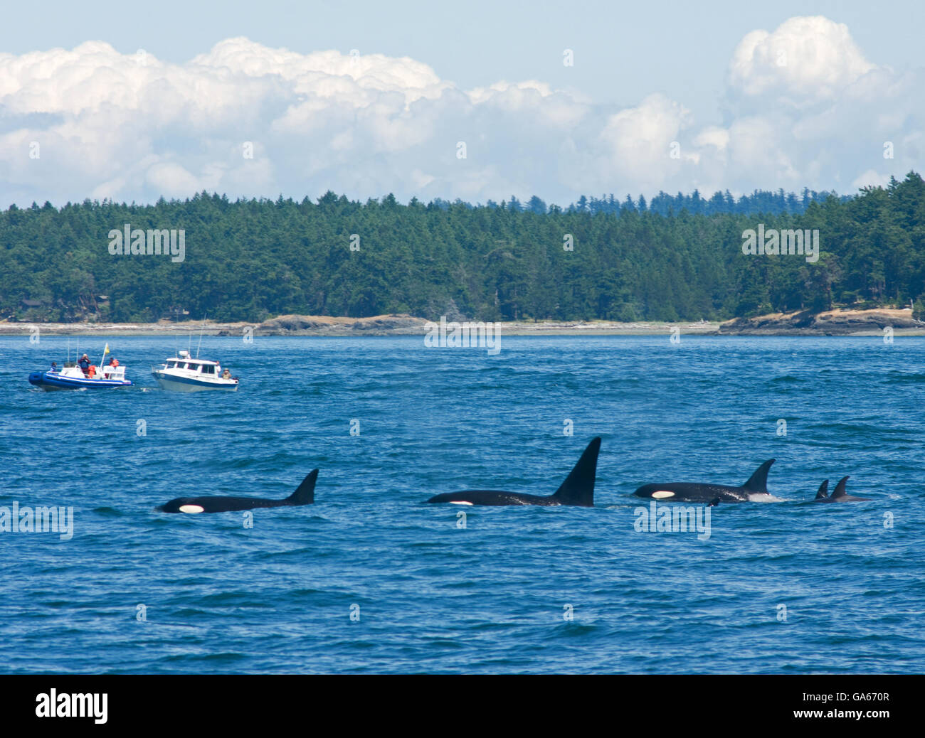 A group of Killer Whales swim in Samish Bay, north of Anecortes, Washington State, in the Pacific Northwestern USA. Stock Photo