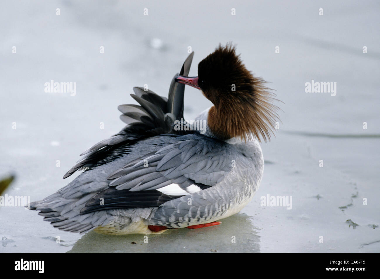Adult female Goosander (Mergus merganser) preening its feathers at a frozen lake - Ammersee, Bavaria/Germany Stock Photo
