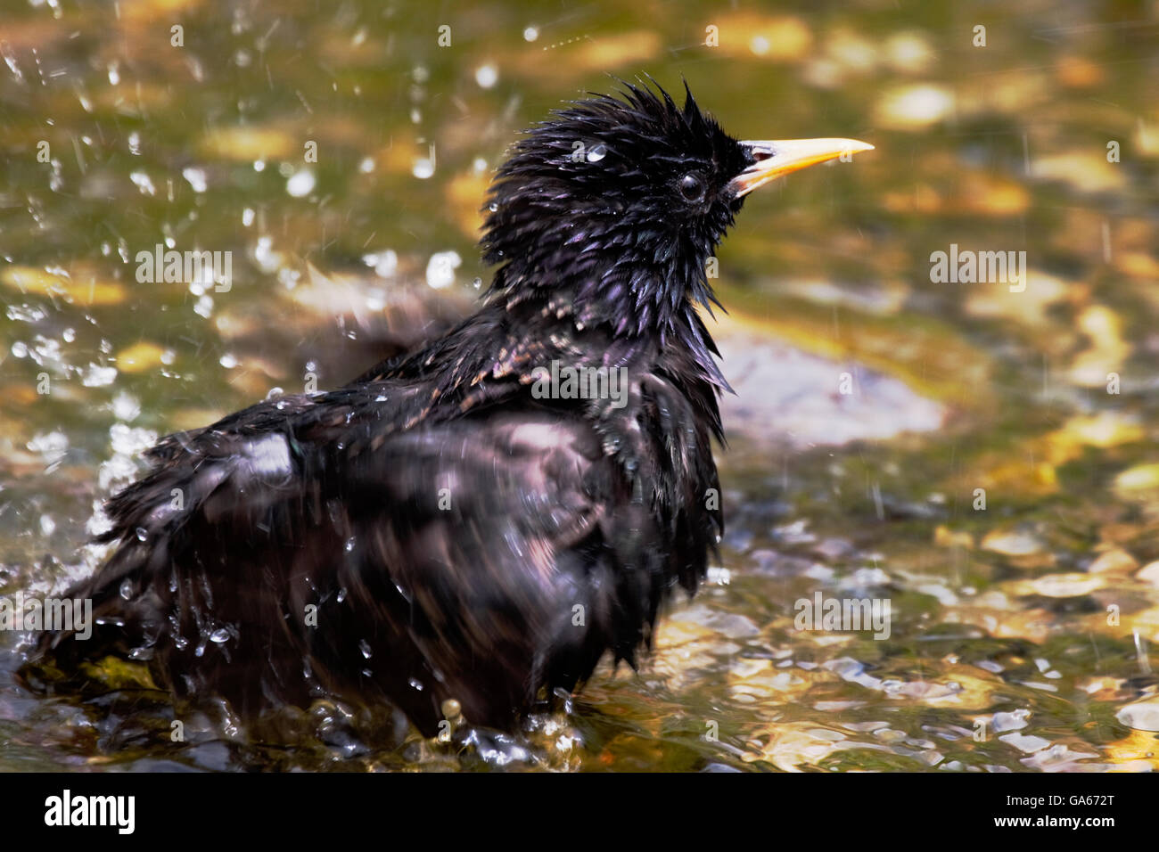 Starling (Sturnus vulgaris) bathing in a small brook - Bavaria/Germany Stock Photo