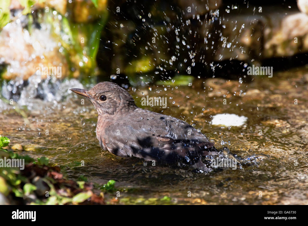 Common blackbird (Turdus merula) female taking a bath in a small stream - Bavaria/Germany Stock Photo