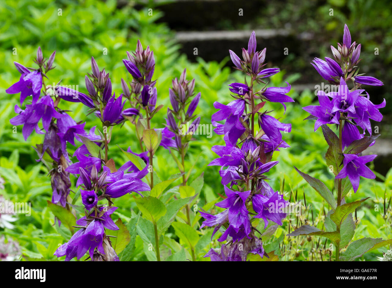 Upright stems carry the purple flowers of the greater bellflower