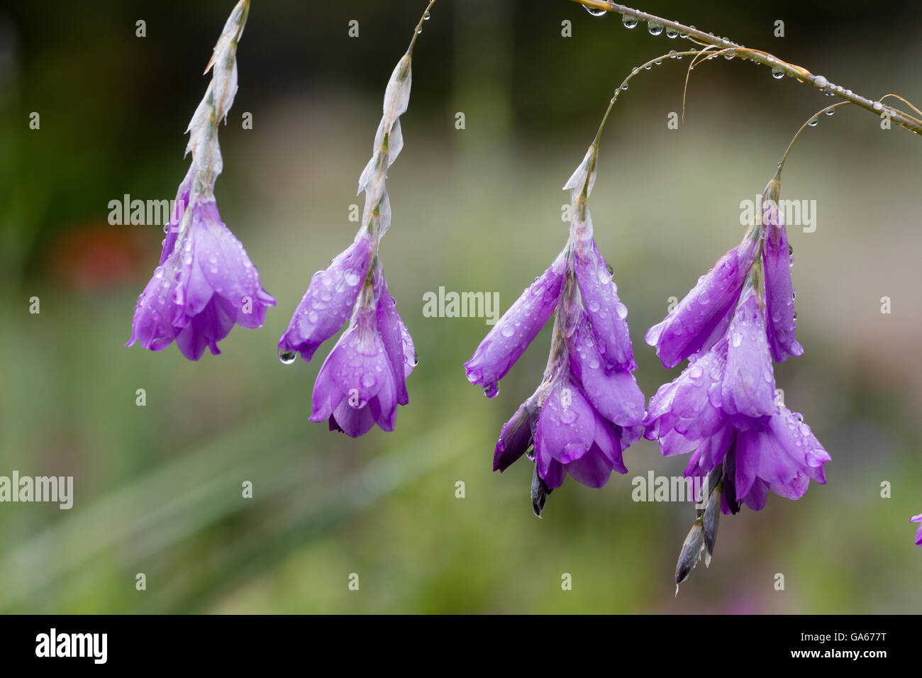 Rain wet, pale violet form of the angel's fishing rod, Dierama pulcherrimum Stock Photo
