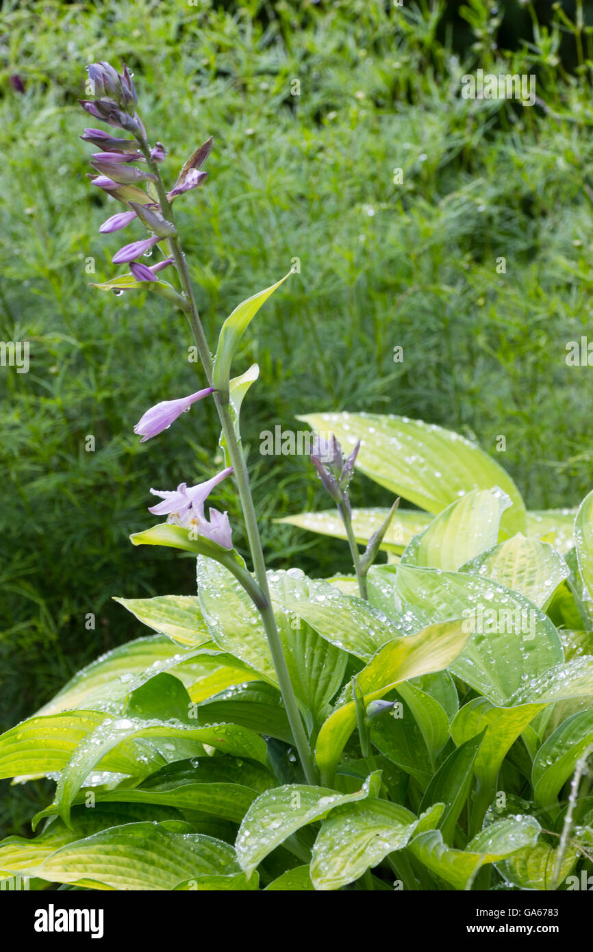 Purple lily flowers and gold and green variegated foliage of Hosta 'Gold Standard' Stock Photo