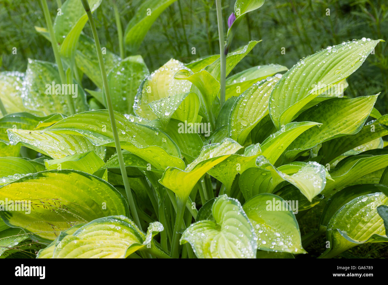 Gold and green variegated foliage of Hosta 'Gold Standard' Stock Photo