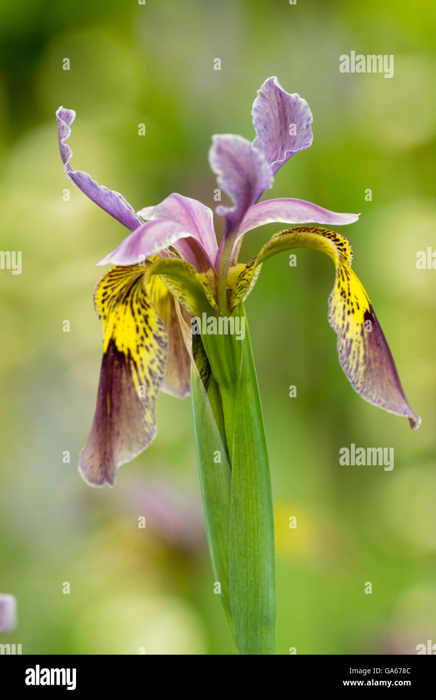 Flower of an open pollinated Iris forrestii hybrid seedling Stock Photo