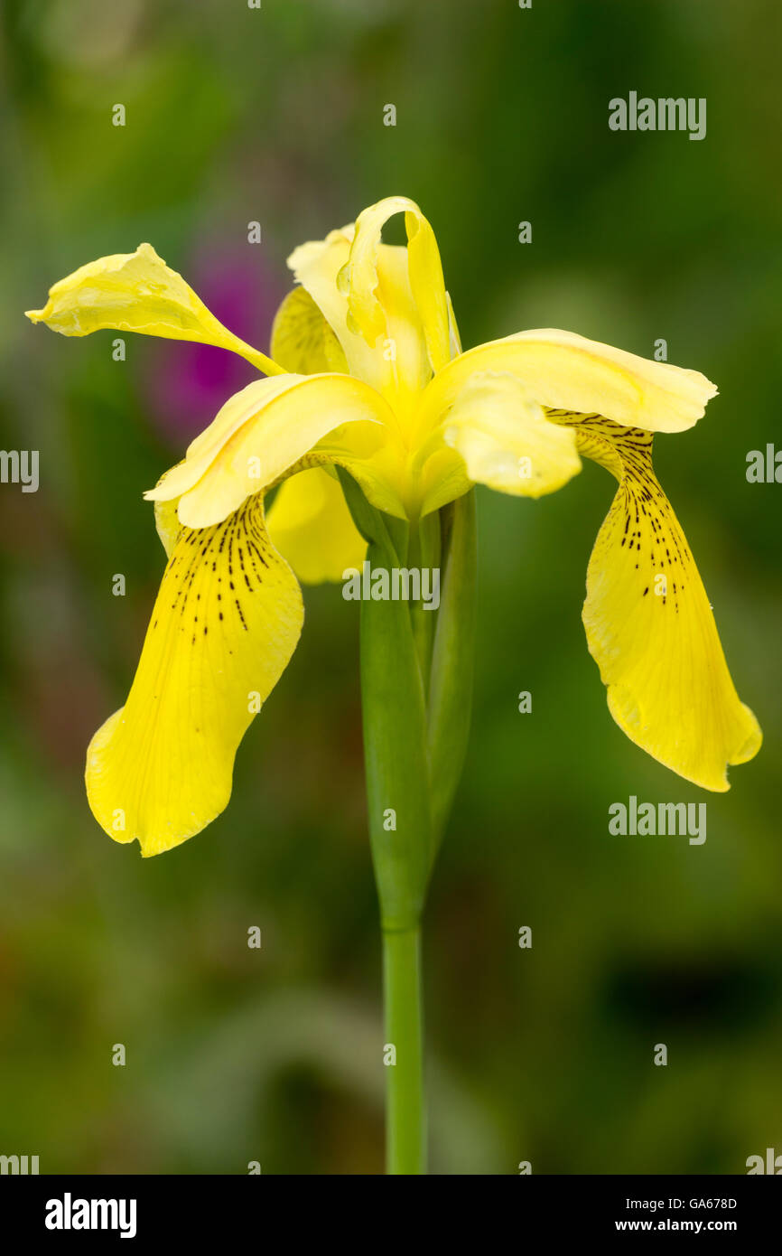 Flower of an open pollinated Iris forrestii hybrid seedling.  This is close to the yellow species. Stock Photo