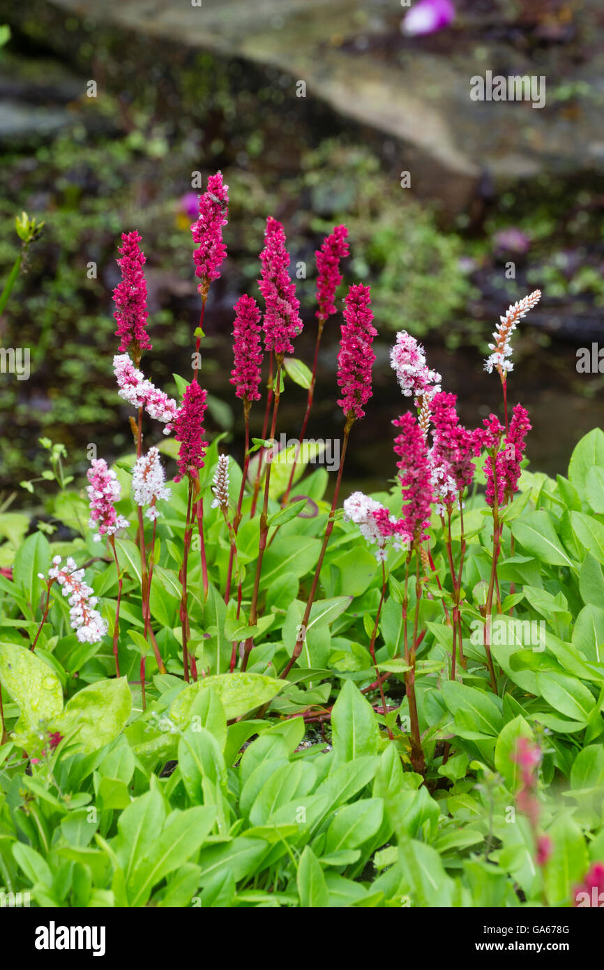 Flower spikes of the ground covering knotweed, Persicaria affinis 'Darjeeling Red', open pale pink and mature to red. Stock Photo