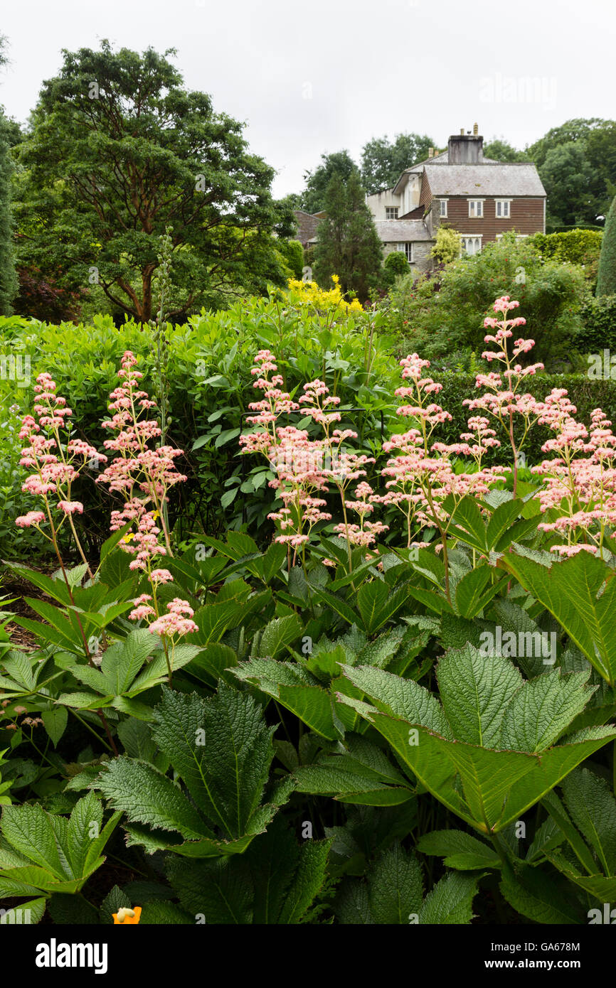 Dramatic foliage and feathery flowers of Rodgersia 'Die Schone' at the Garden House, Buckland Monochrum, Devon, UK Stock Photo
