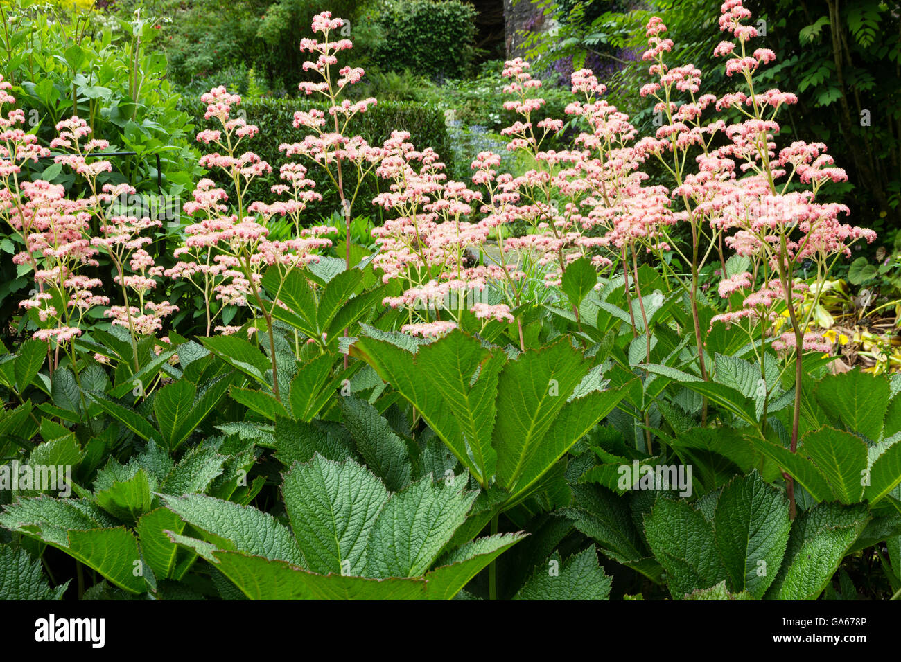 Dramatic foliage and feathery flowers of Rodgersia 'Die Schone' at the Garden House, Buckland Monochrum, Devon, UK Stock Photo