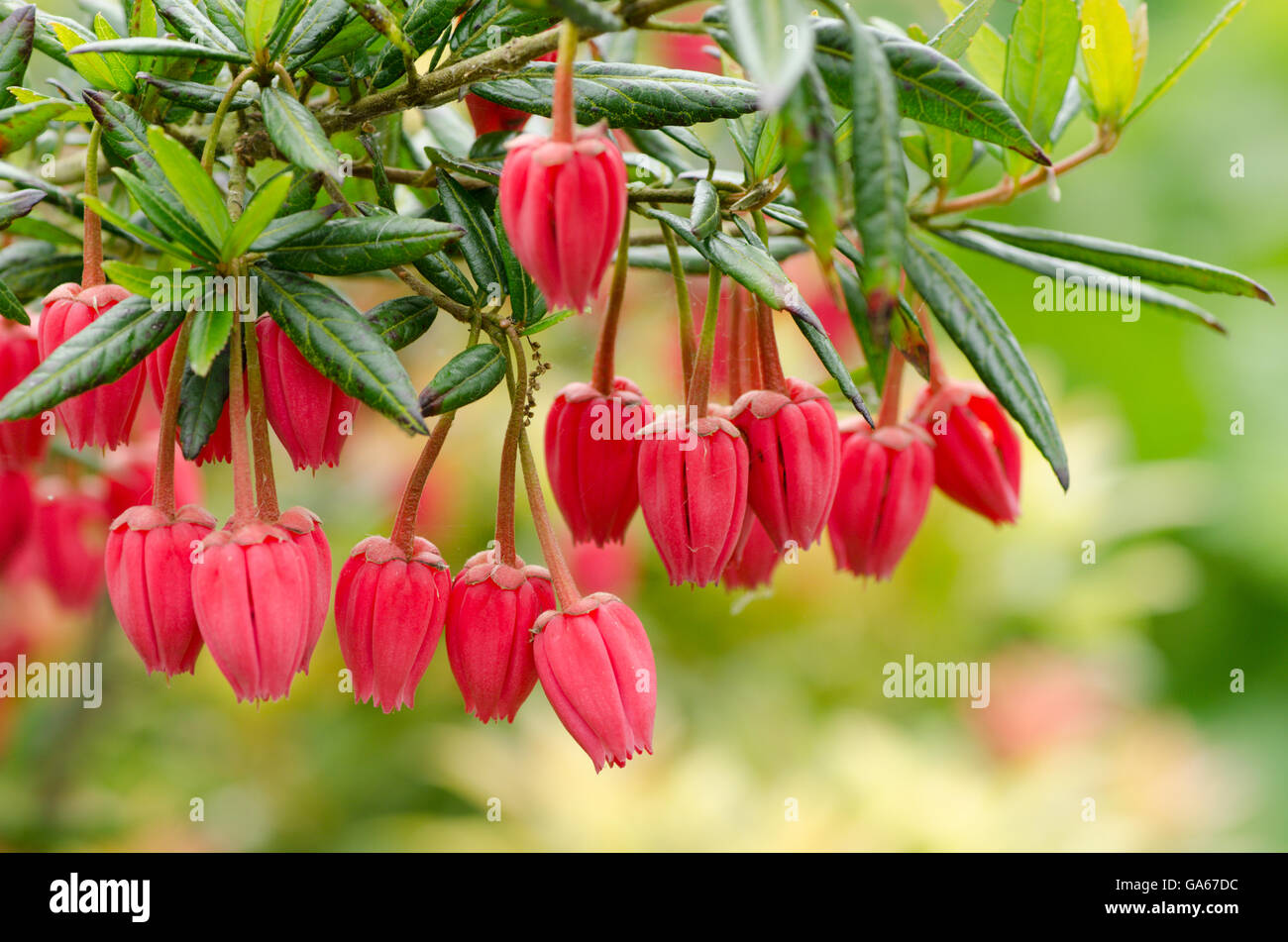 Chilean Lantern Tree [Crinodendron hookerianum] grown in the UK. June Stock Photo
