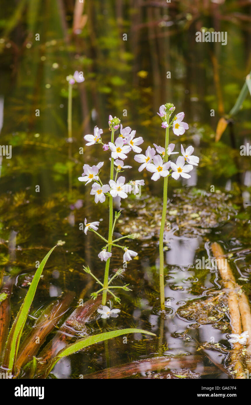 Water Violet [Hottonia palustris] in flower. June. Norfolk, UK Stock ...