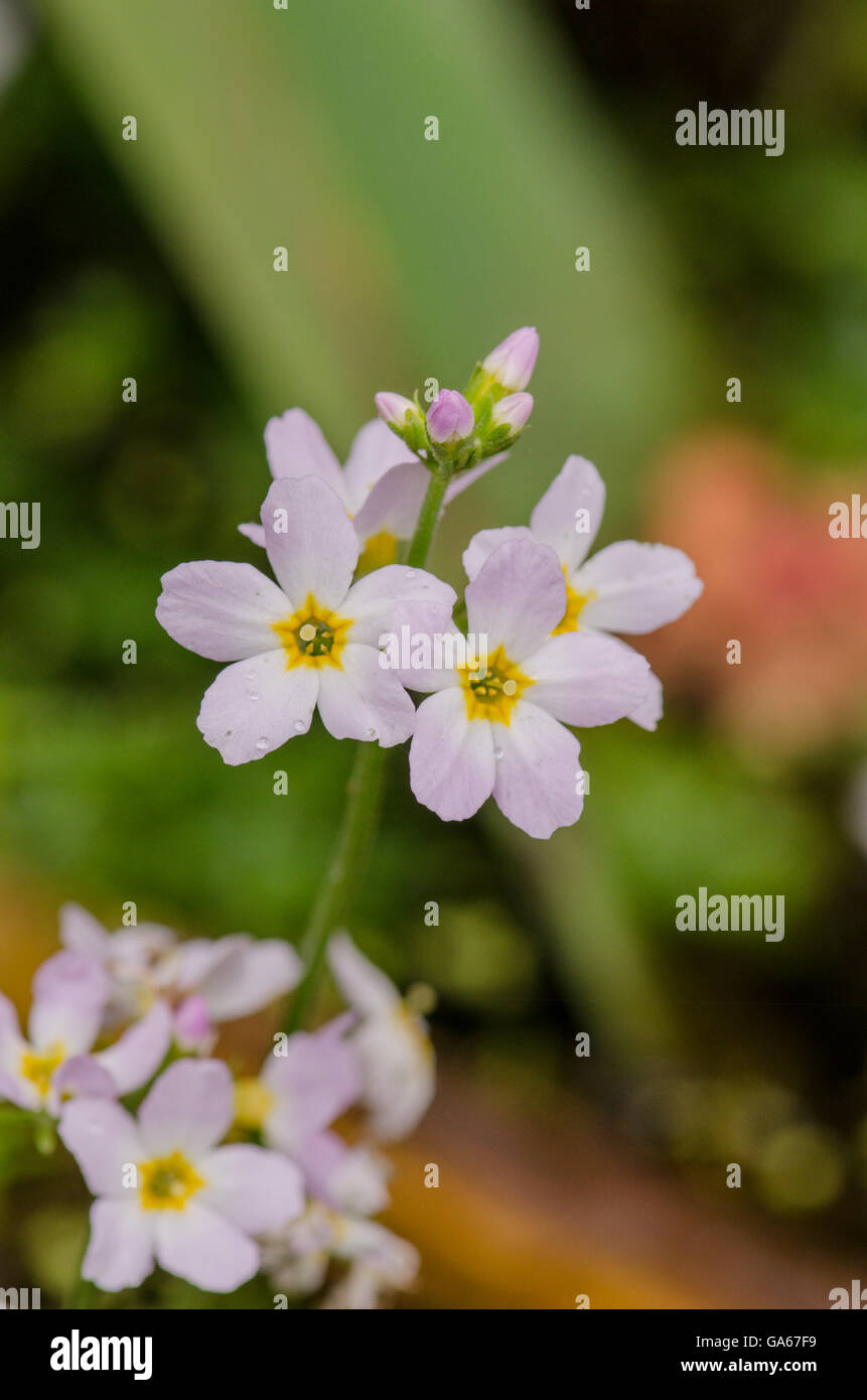 Water Violet [Hottonia palustris] in flower. June. Norfolk, UK Stock ...