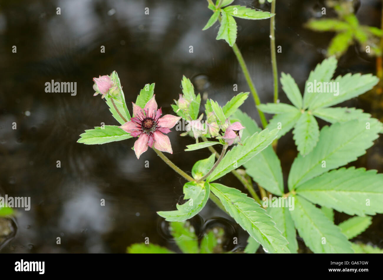 [Comarum palustre] Marsh cinquefoil, Purple Marshlocks, Swamp Cinquefoil. Norfolk, UK June Stock Photo
