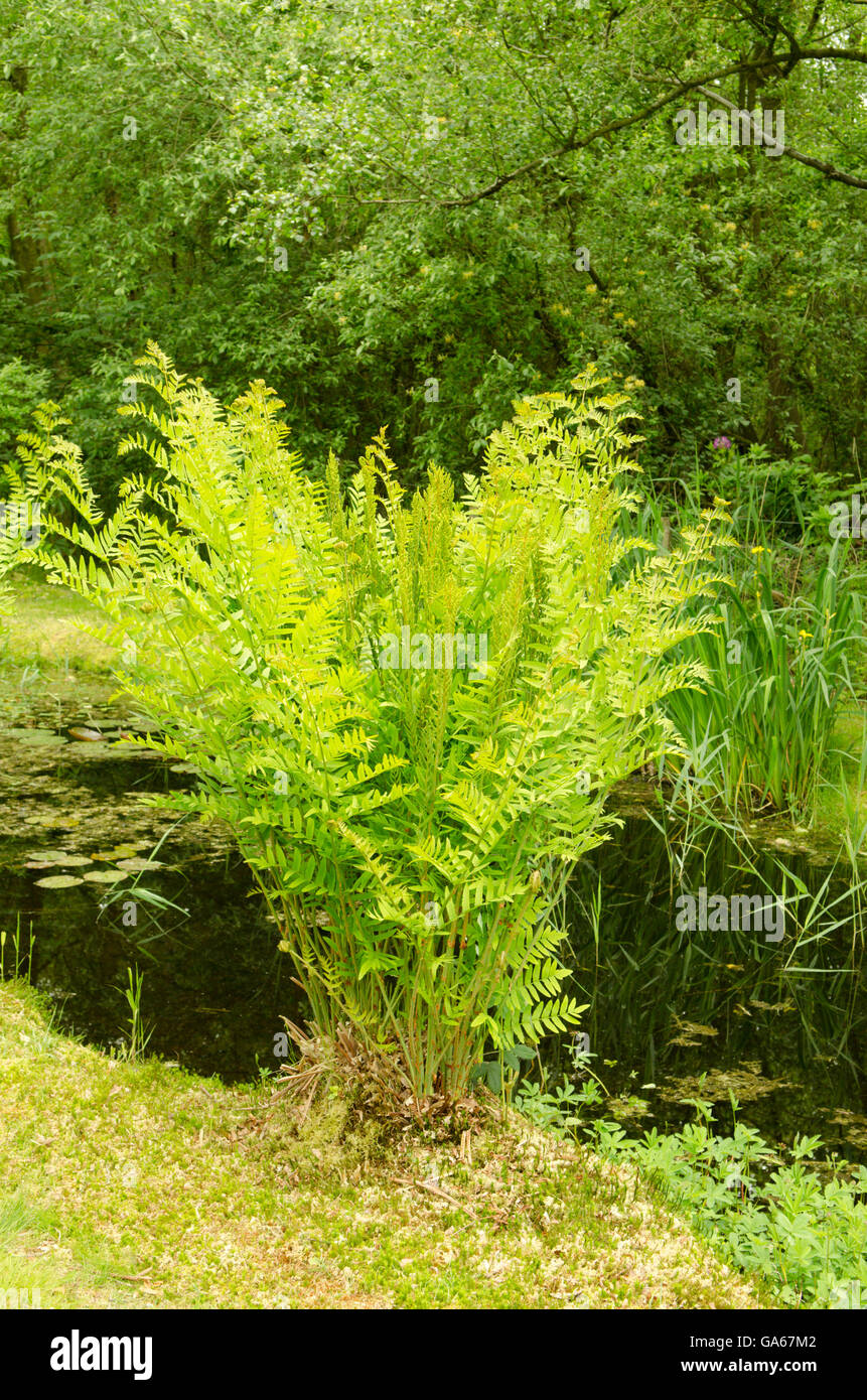 Royal Fern [Osmunda regalis] beside pond. Norfolk, UK. June. Stock Photo