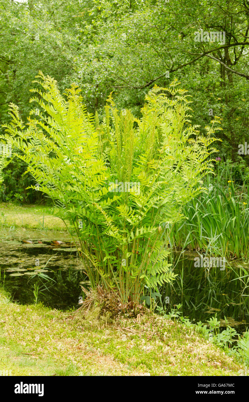 Royal Fern [Osmunda regalis] beside pond. Norfolk, UK. June. Stock Photo