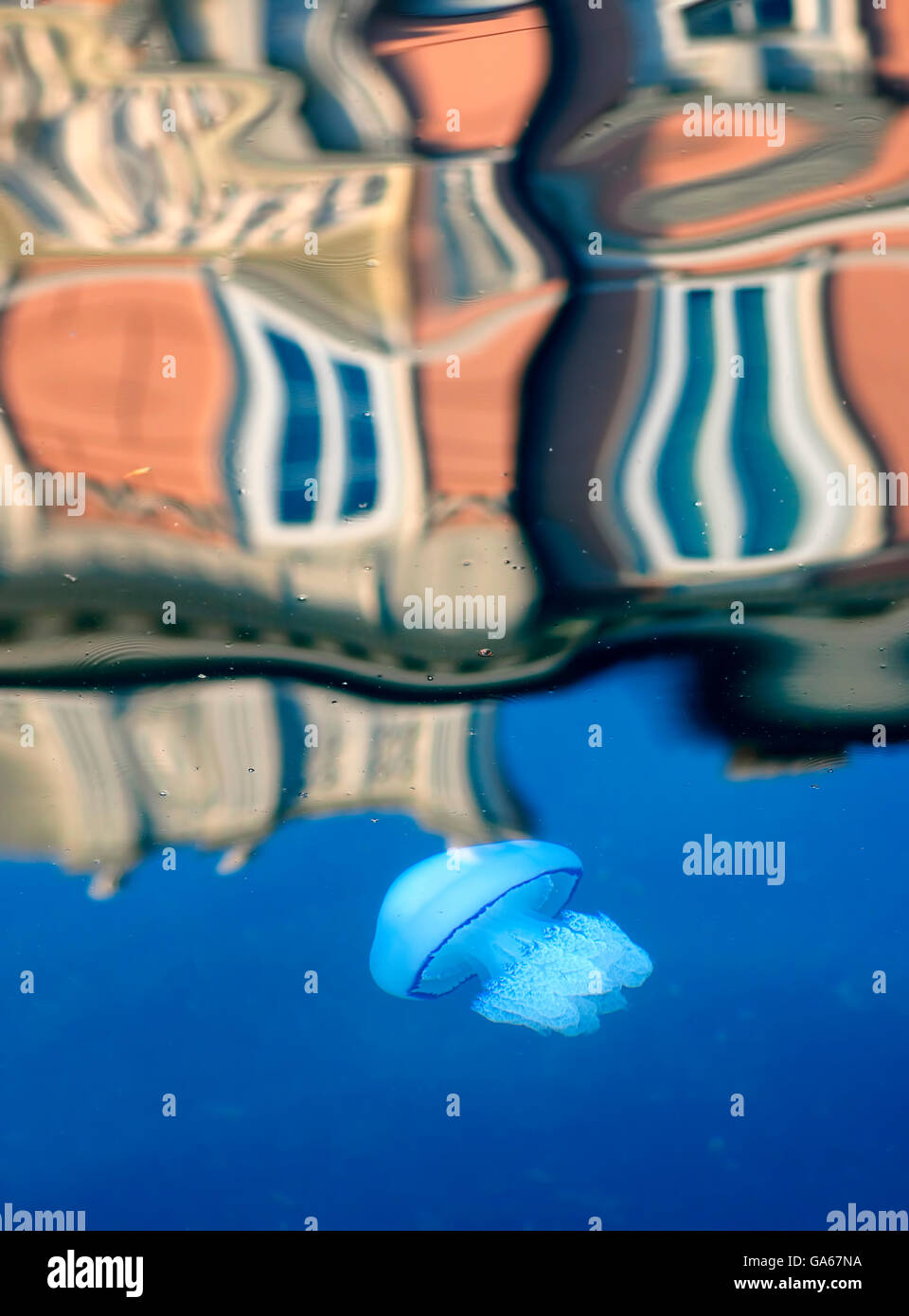 A common white jellyfish is swimming in the calm sea water of the Canal in Trieste. Stock Photo