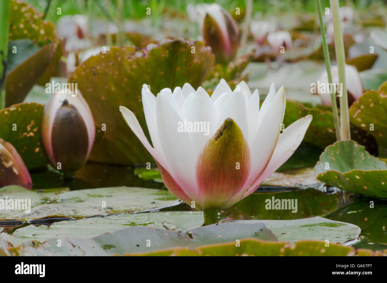Water lily, Nymphaeaceae. Norfolk, UK. June. Stock Photo