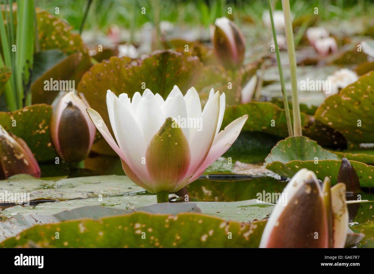 Water lily, Nymphaeaceae. Norfolk, UK. June. Stock Photo