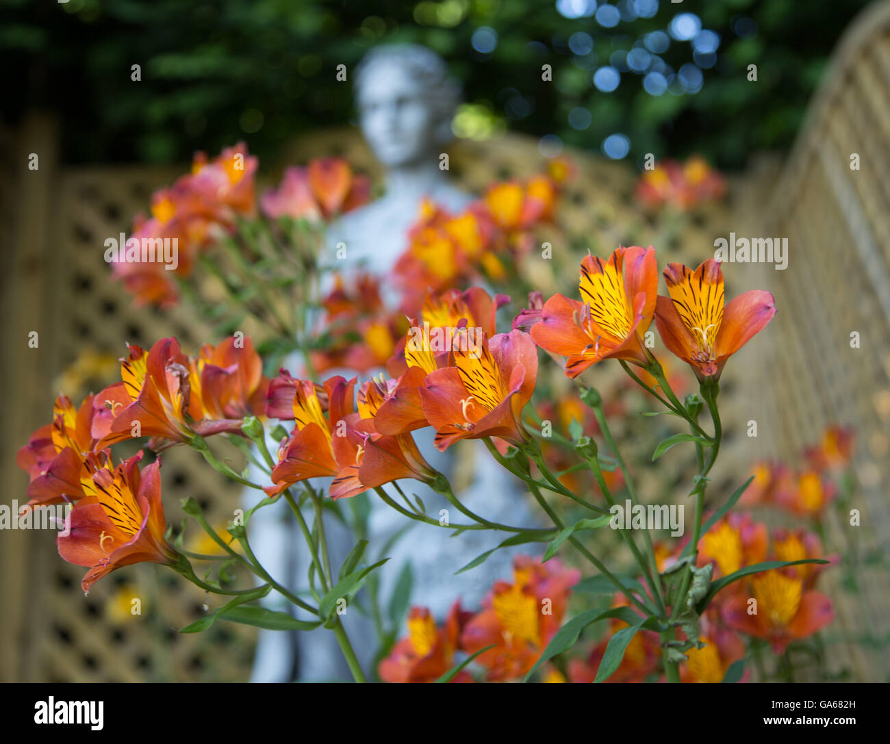 Alstroemeria, commonly called the Peruvian lily or lily of the Incas, is a genus of flowering plants in family Alstroemeriaceae. Stock Photo