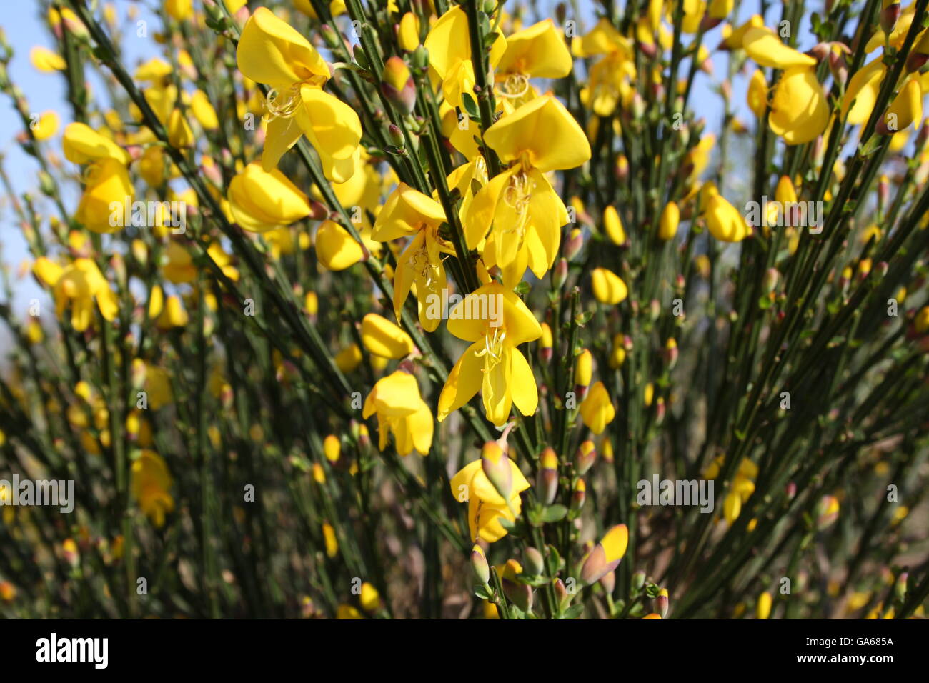 Gorse Bush In Sunshine Stock Photo Alamy