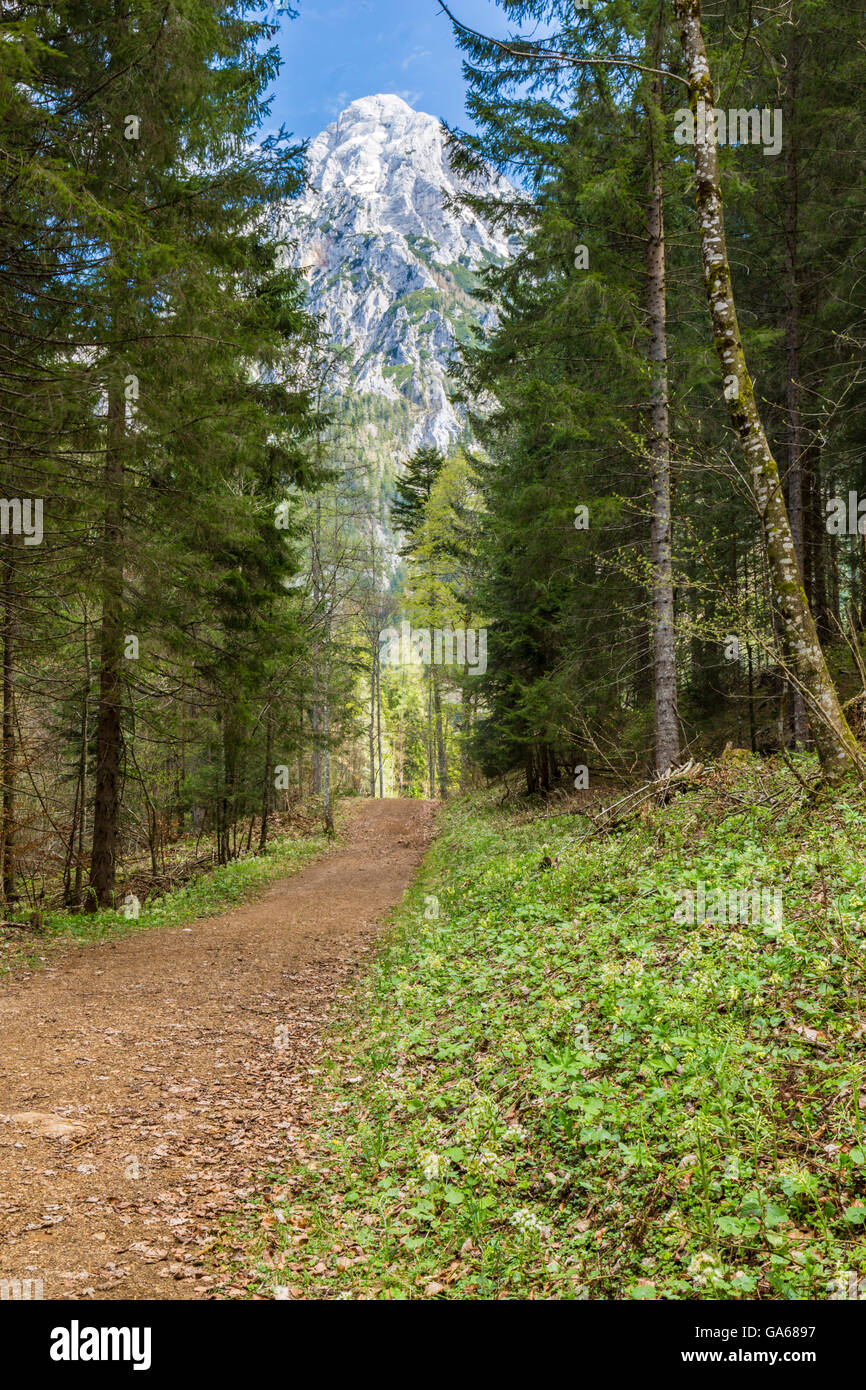 Großer Ödstein, Mountain, Forest, Trees, Nationalpark Gesäuse, Styria
